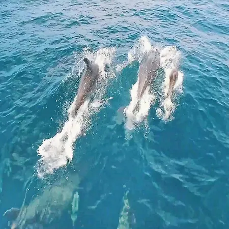 In Near Sea البوفيرا